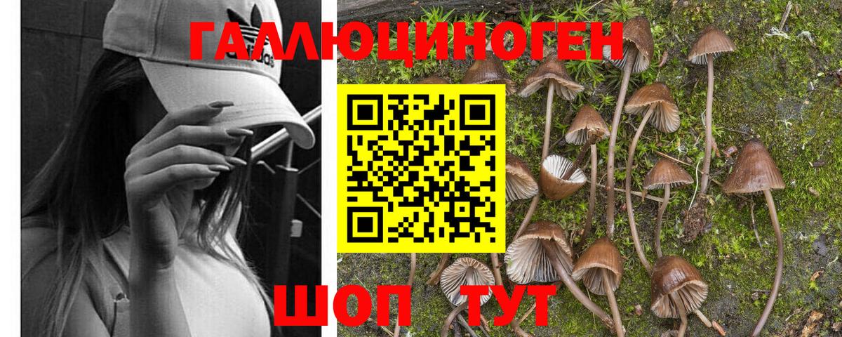Кушва  Псилоцибиновые грибы Cubensis  Галлюциногенные грибы прущие грибы  Вход с VPN 